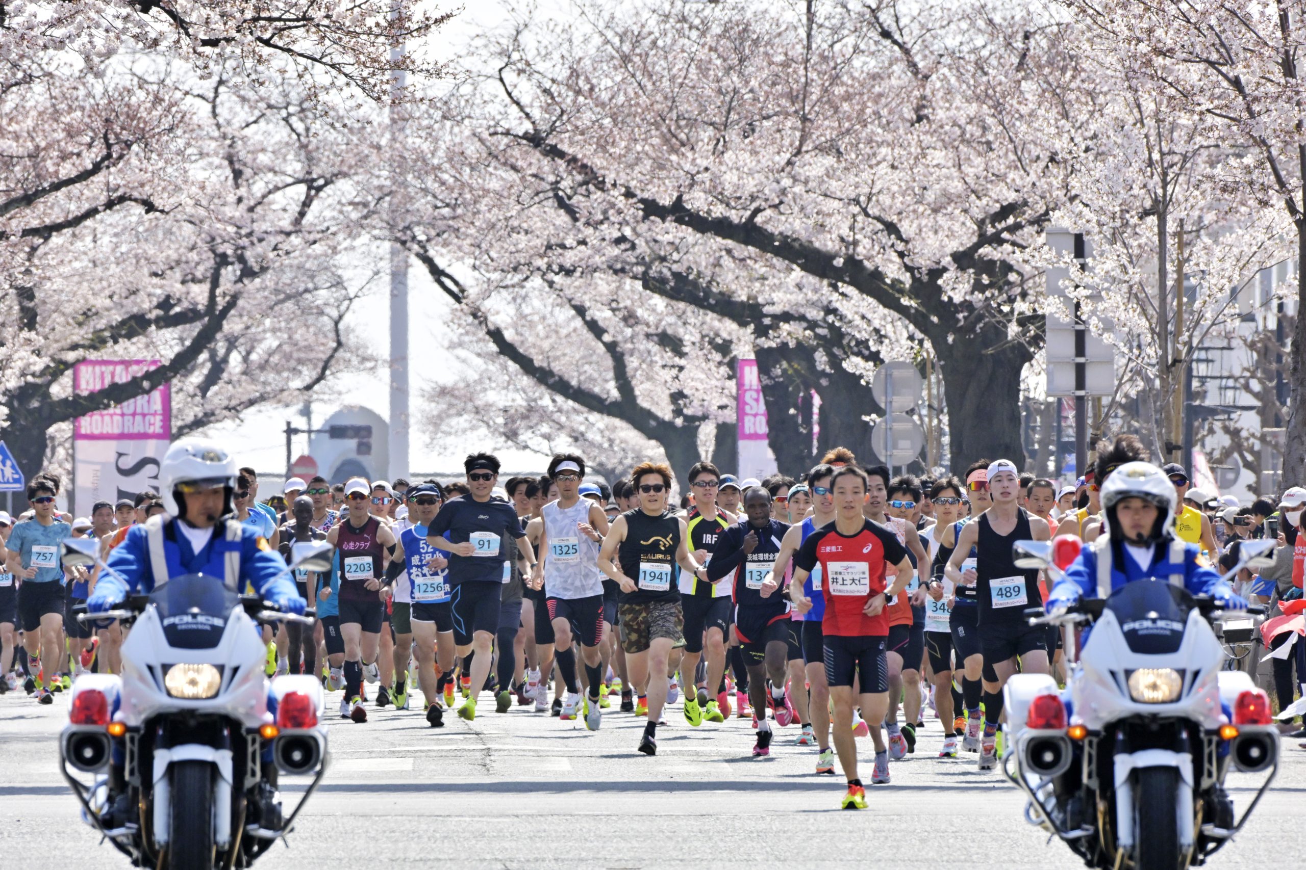 8038スタートし、桜の下を駆け抜けるランナー (1)